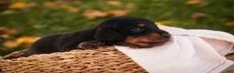 Miniature Dachshund dogs for sale: Lottie Miniature Dachshund  - Ad 3