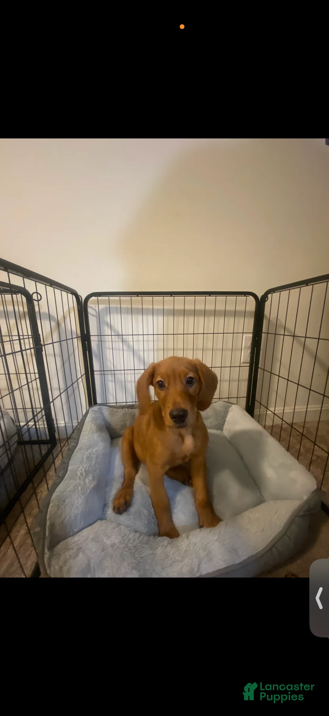 Mixed Breed dogs for sale: Mixed Breed Puppy 2 - Ad 3