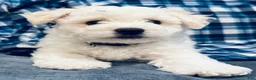 Bichon Frise dogs for sale: Baby boy 1 - Ad 6