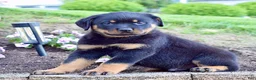 Rottweiler dogs for sale: Willson  - Ad 4