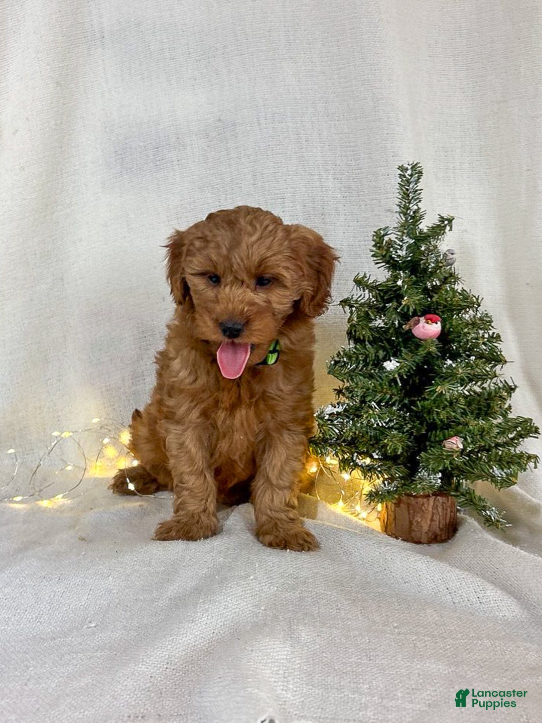 Goldendoodle dogs for sale: Luna - Ad 6