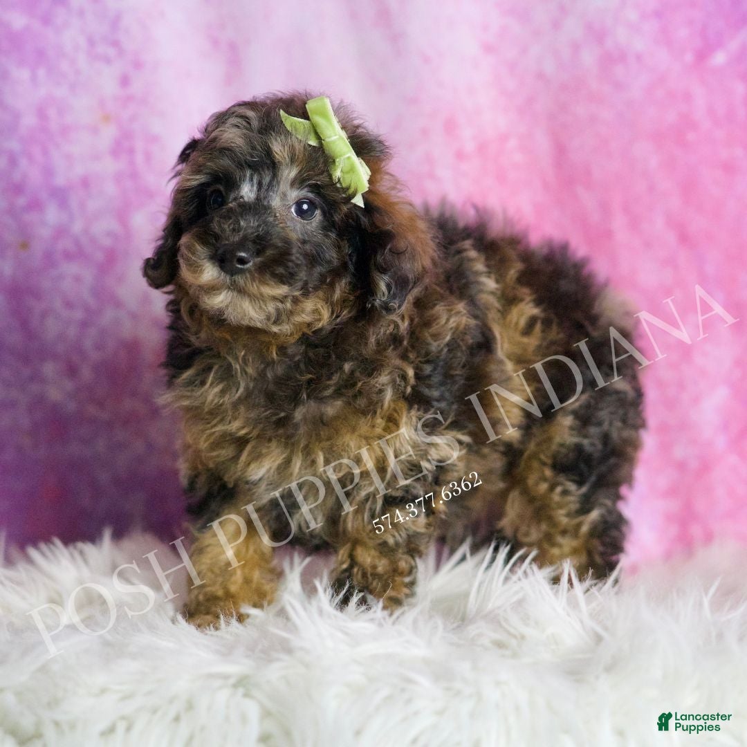 Toy Poodle dogs for sale: Mattie  - Ad 3