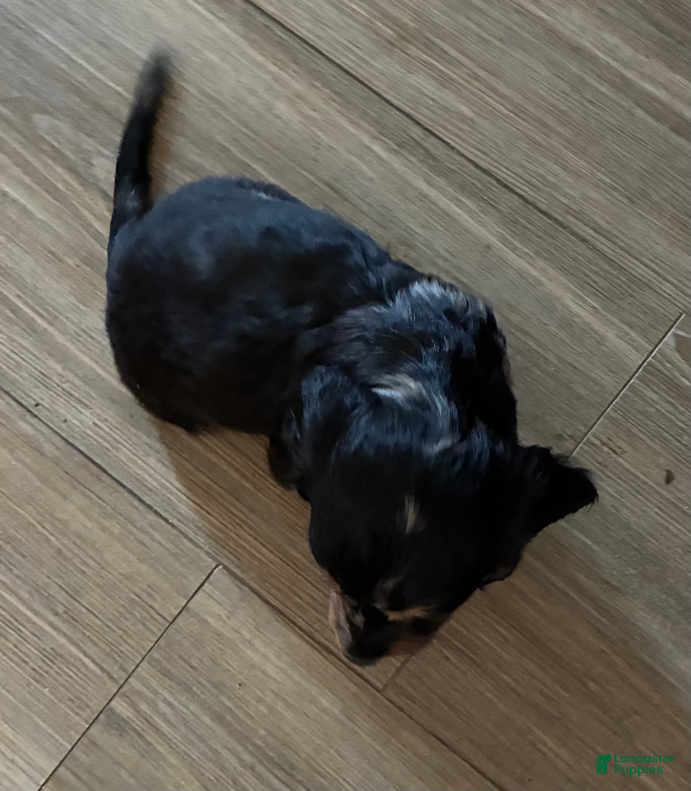 Miniature Dachshund dogs Miniature Dachshund Puppy 2 - Ad 1