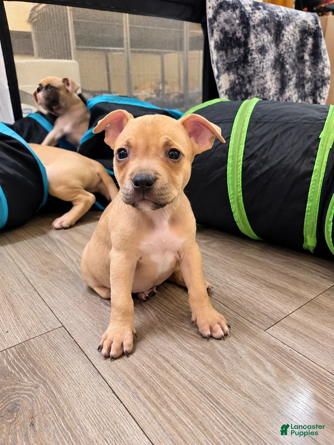 American Bully dogs for sale: Miracle - Ad 2