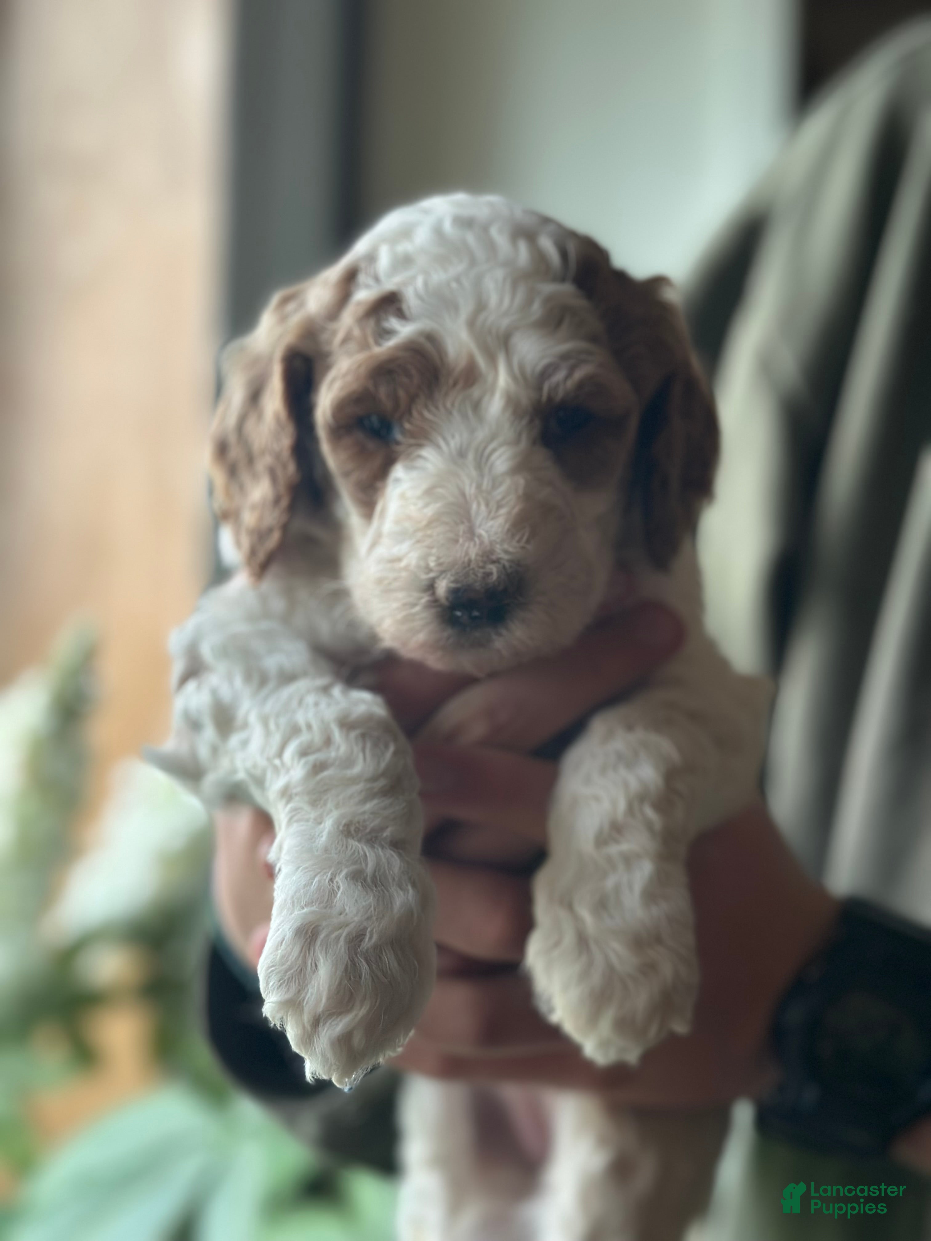 Standard Poodle dogs Standard Poodle Puppy 8 - Ad 2