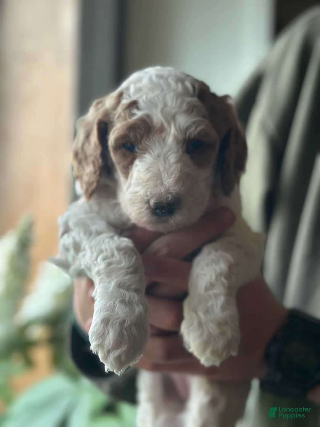 Standard Poodle dogs for sale: Standard Poodle Puppy 8 - Ad 2