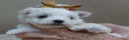 Maltese dogs for sale: Harpo - Ad 6