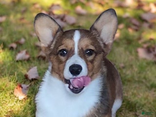 Welsh Corgi Pembroke dogs - Ad 2