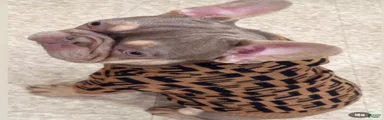 French Bulldog 2