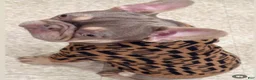 French Bulldog dogs for sale: French Bulldog 2 - Ad 1