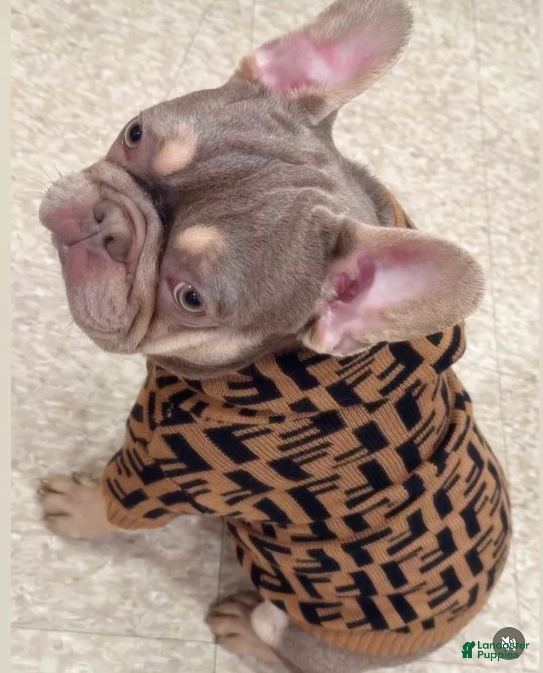French Bulldog dogs for sale: French Bulldog 2 - Ad 1