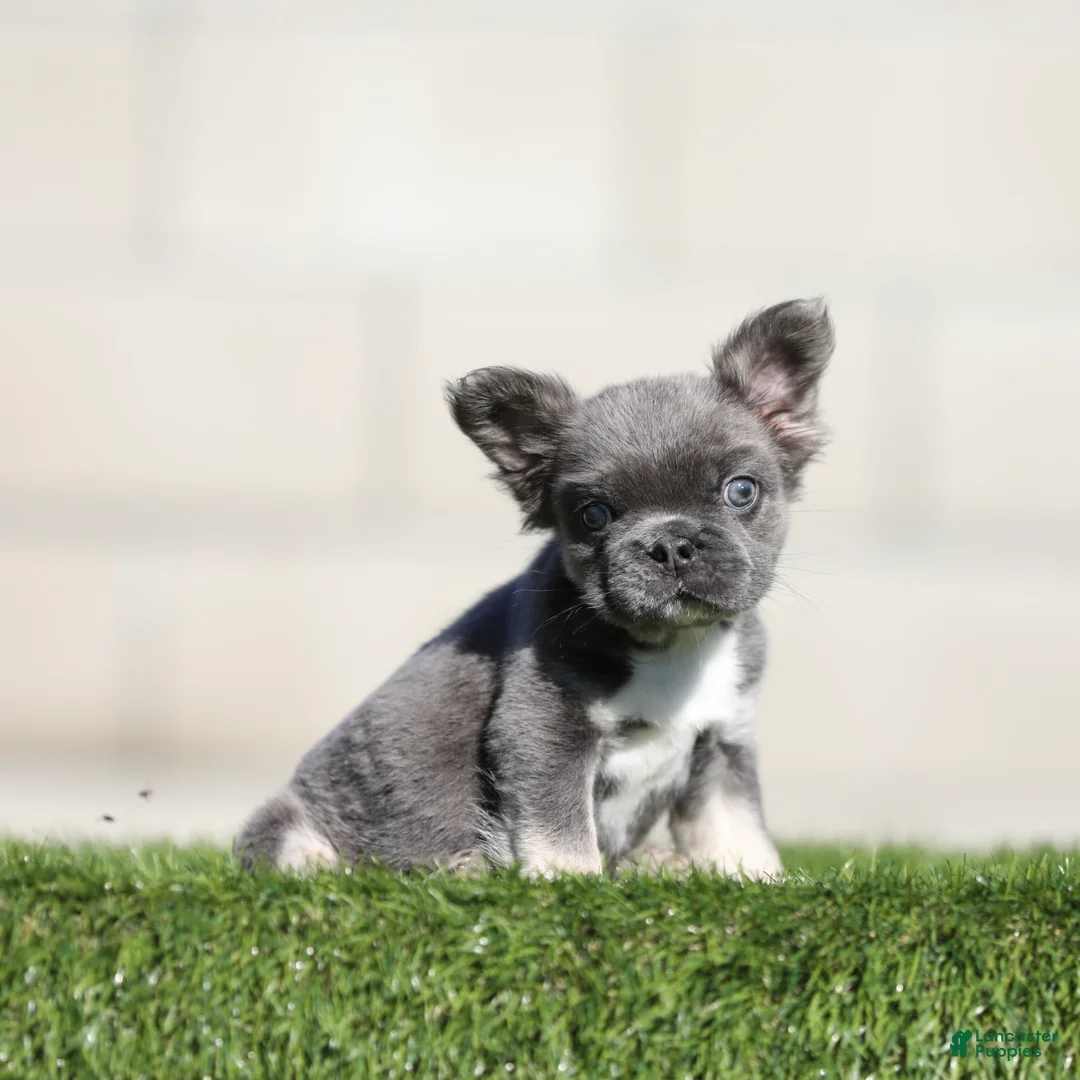 French Bulldog dogs for sale: French Bulldog 1 - Ad 2