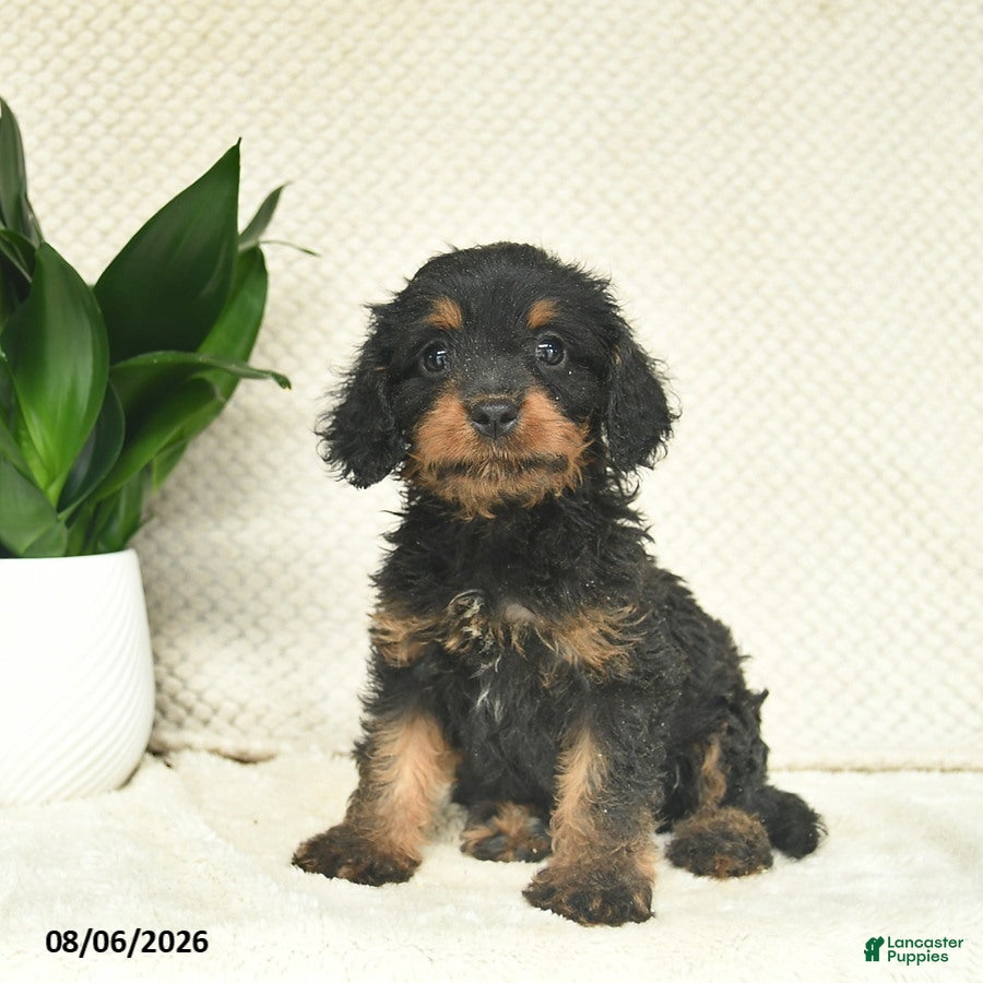 Cavapoo dogs Ramsey  - Ad 2