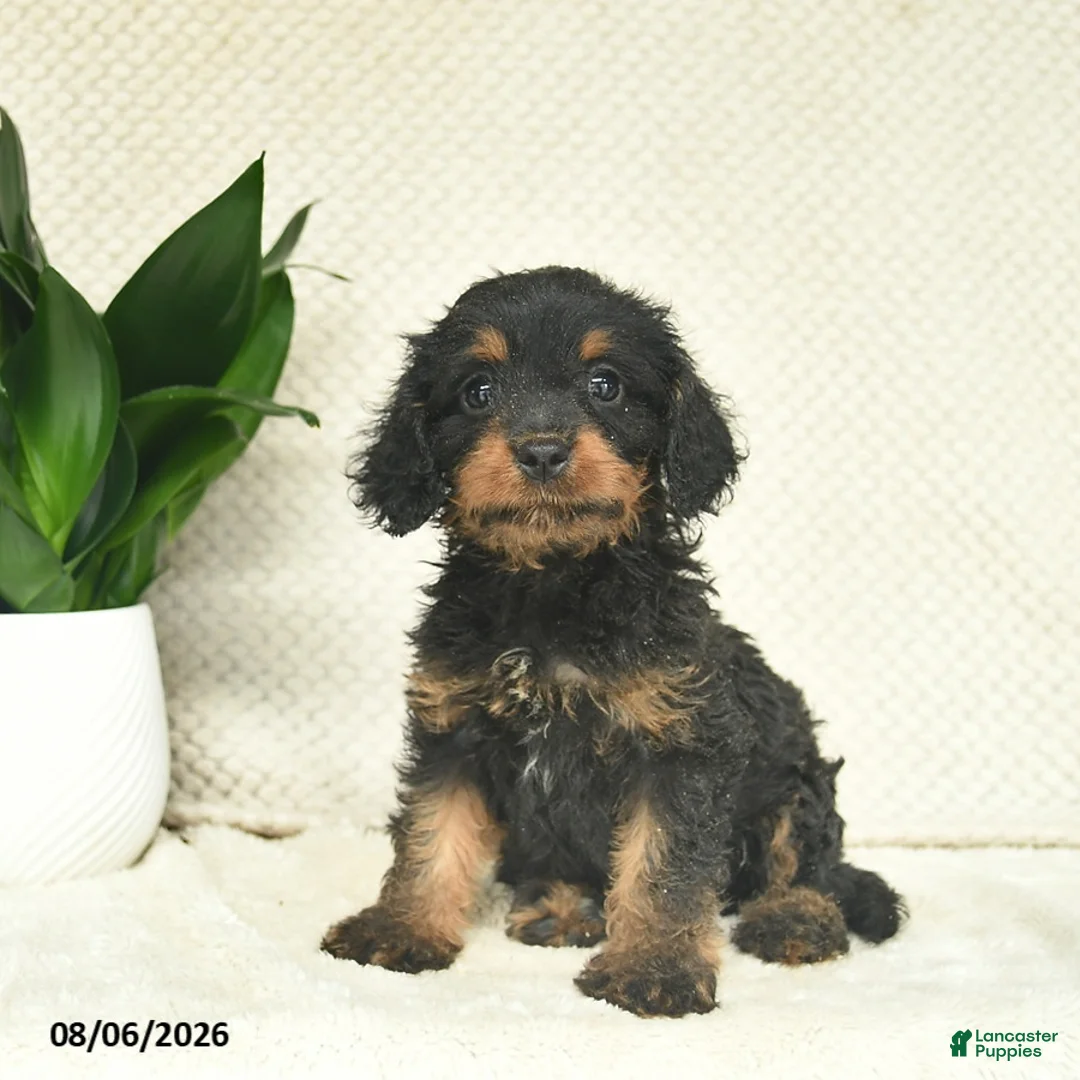 Cavapoo dogs for sale: Ramsey  - Ad 2