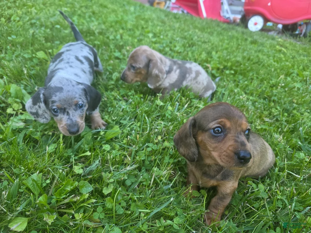 Miniature Dachshund dogs for sale: Hughie - Ad 9
