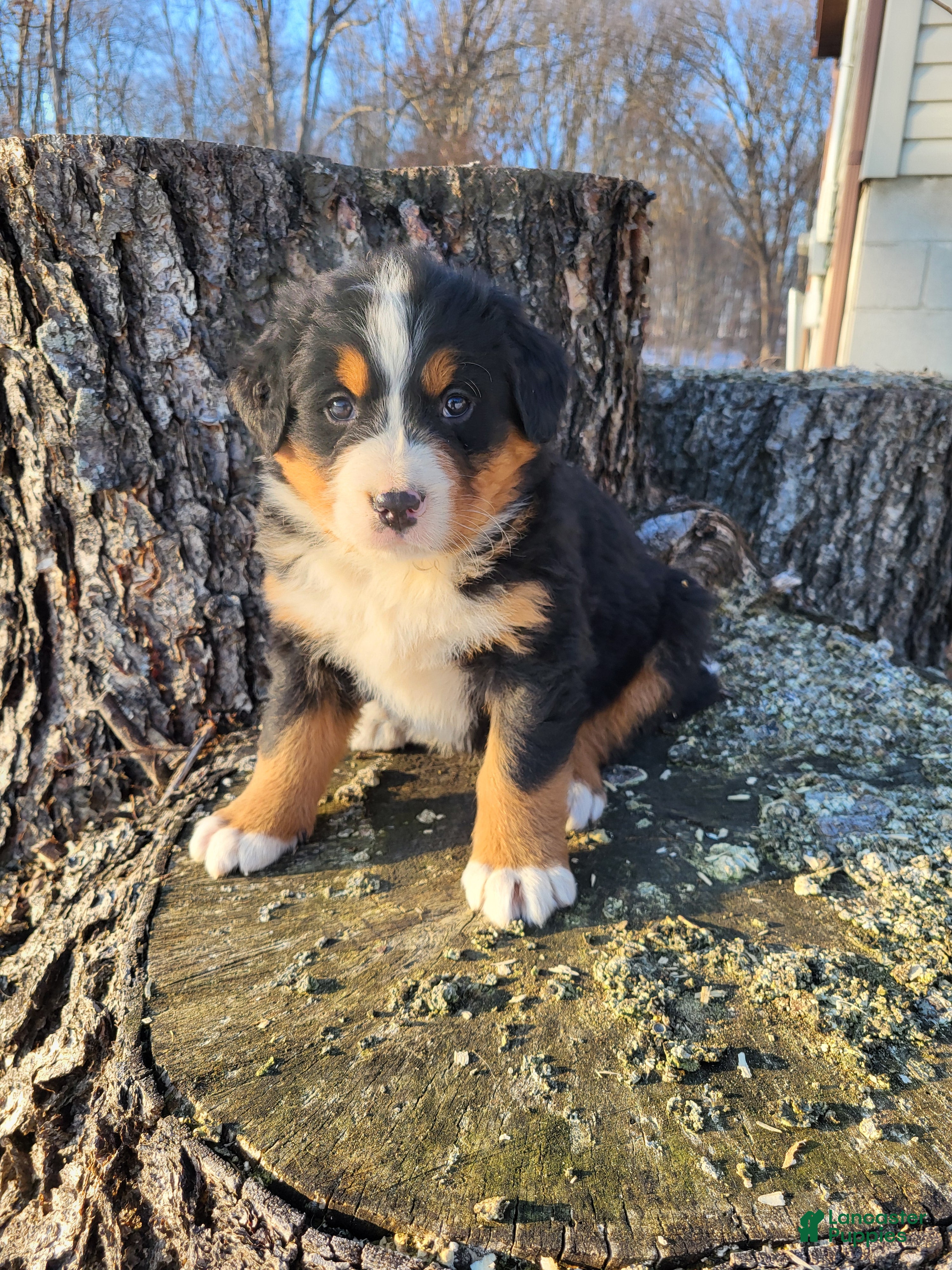 Bernese Mountain Dog dogs Oliver - Ad 1