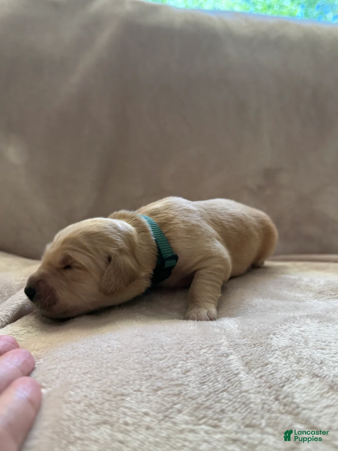 Golden Retriever dogs for sale: Dark Green- male  - Ad 1