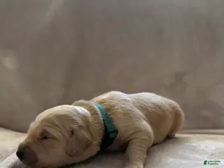 Golden Retriever dogs for sale: Dark Green- male - Ad 4