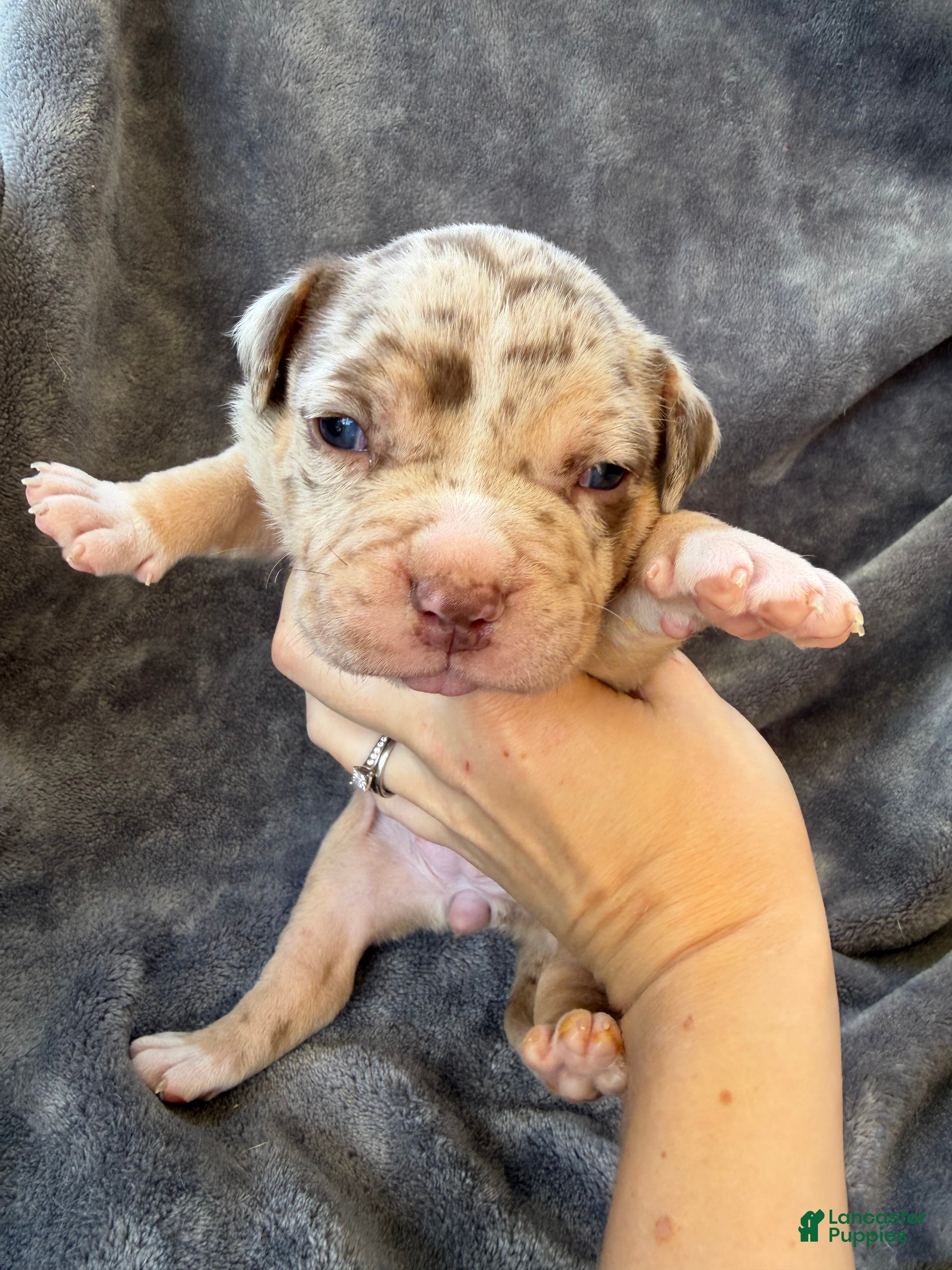 American Bully dogs Lindy - Ad 1