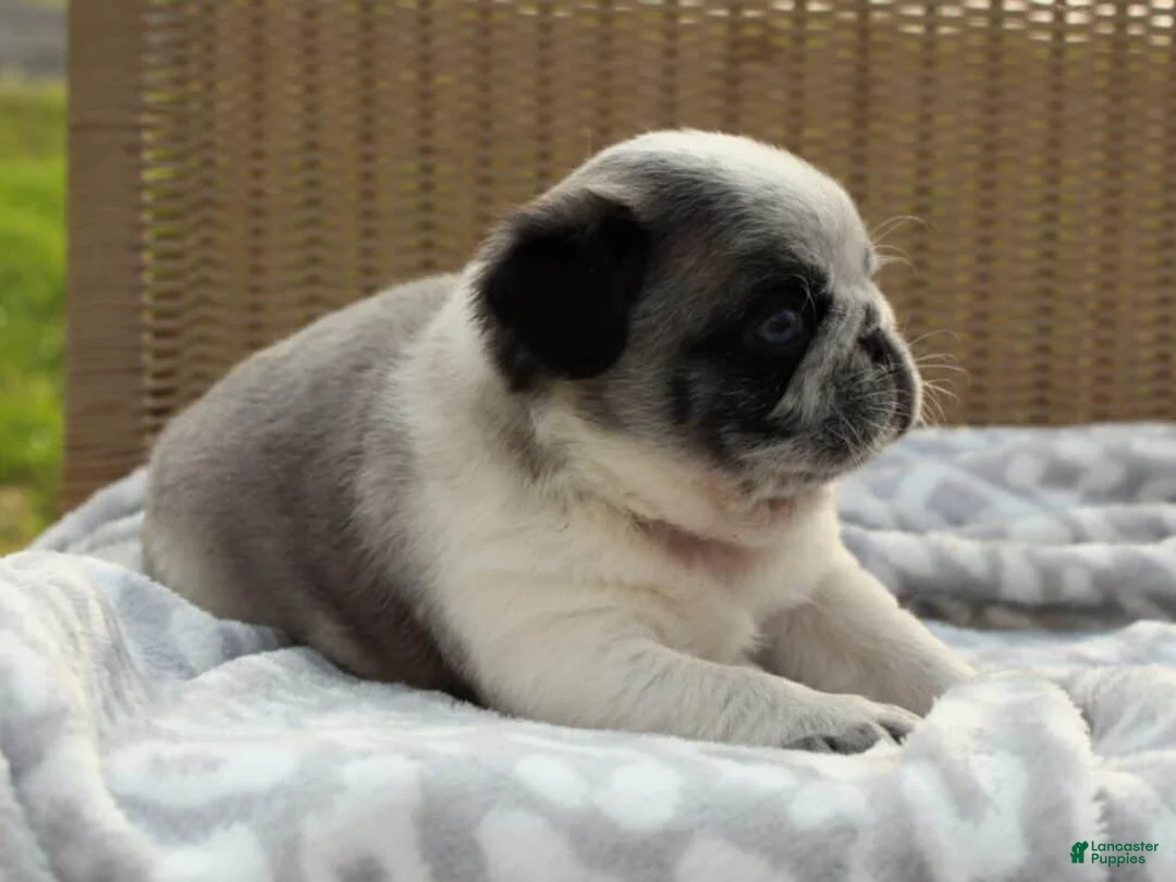 Pug dogs for sale: Sarge - Ad 2