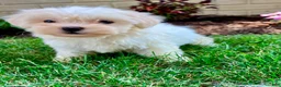 Teddy Bear dogs for sale: Cammi - Ad 13