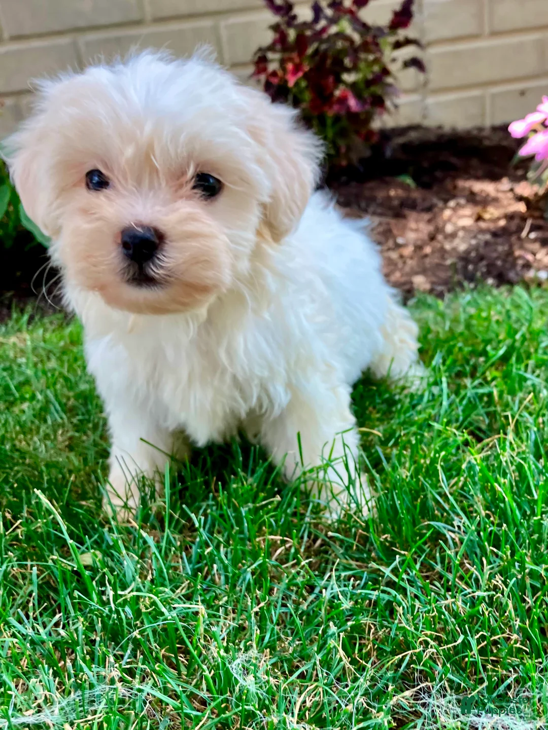 Teddy Bear dogs for sale: Cammi - Ad 13