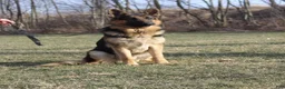 German Shepherd dogs for sale: Hazel - Ad 8