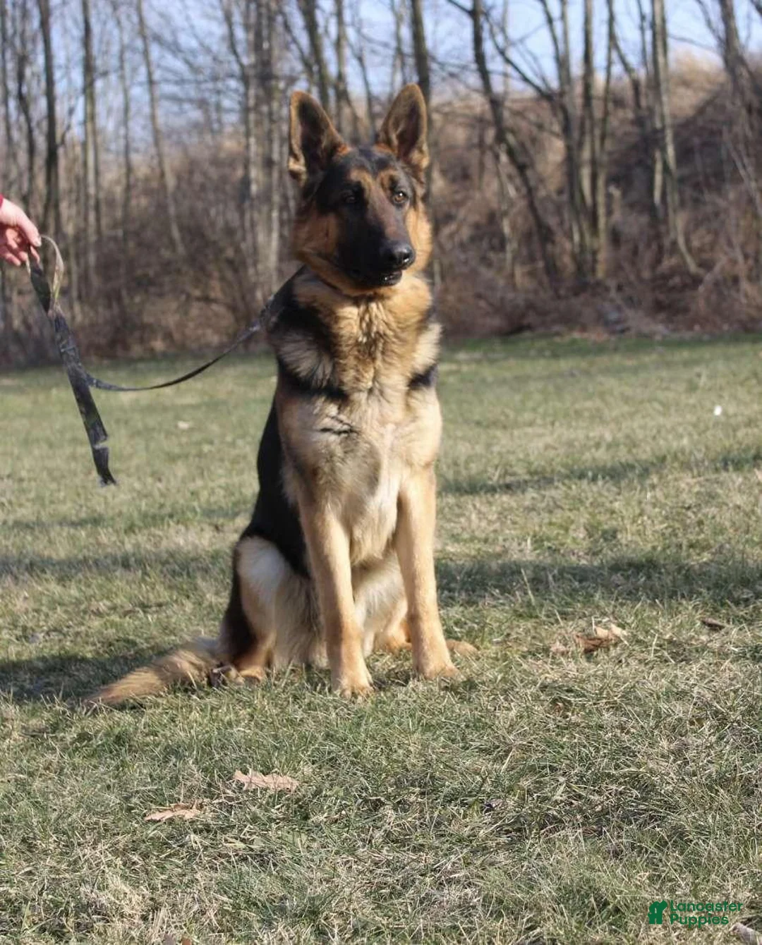German Shepherd dogs for sale: Hazel - Ad 8