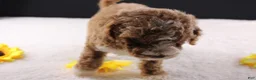 Mini Goldendoodle dogs for sale: Paislee - Ad 16