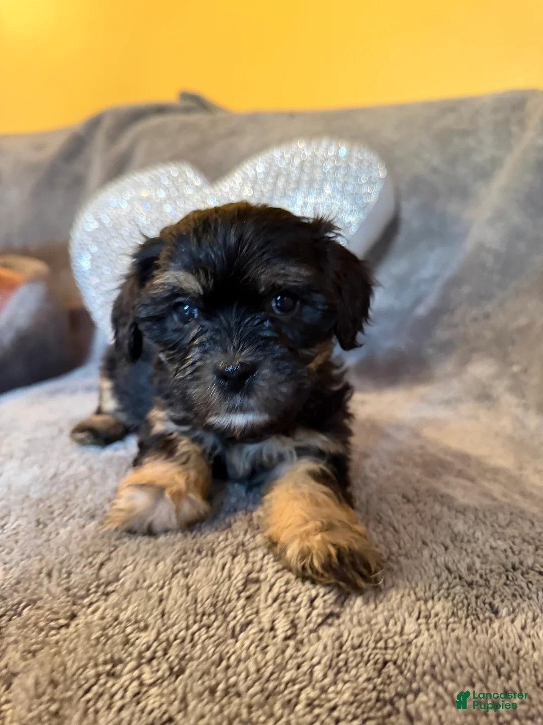 Mixed Breed dogs for sale: Mixed Breed Puppy 1 - Ad 17