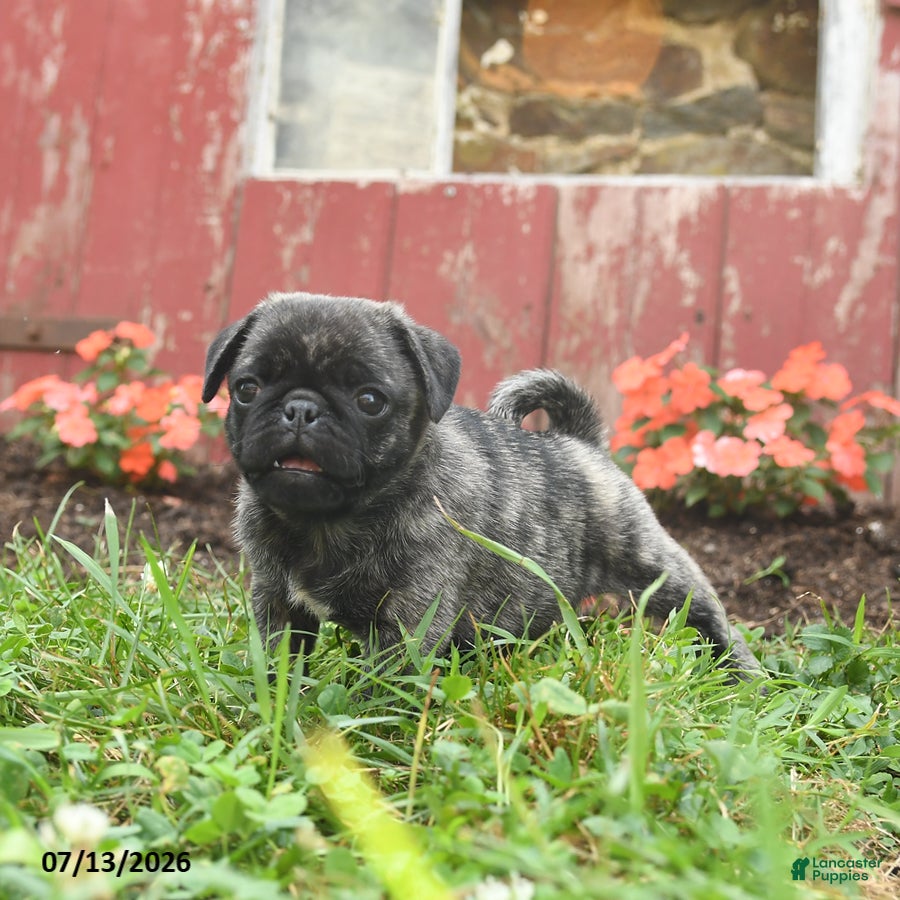 Pug dogs Kiwi - Ad 2