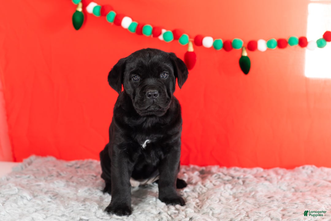 Cane Corso dogs for sale: Bonnie - Ad 2