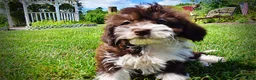 Havapoo dogs for sale: Diva - Ad 12