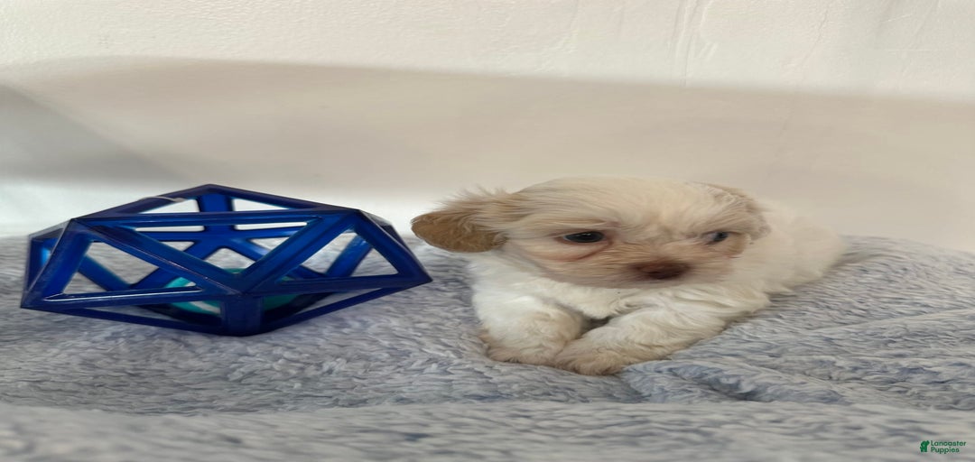 Gallery Image {{count}}