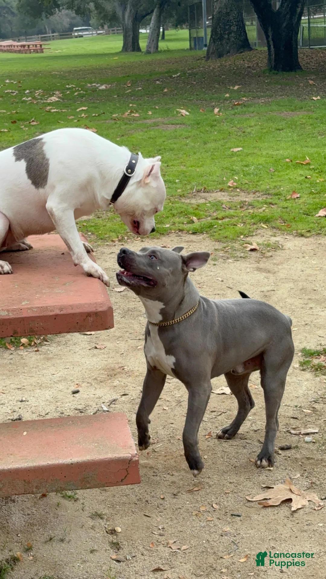 American Pit Bull Terrier dogs for sale: American Pit Bull Terrier Puppy 5 - Ad 2