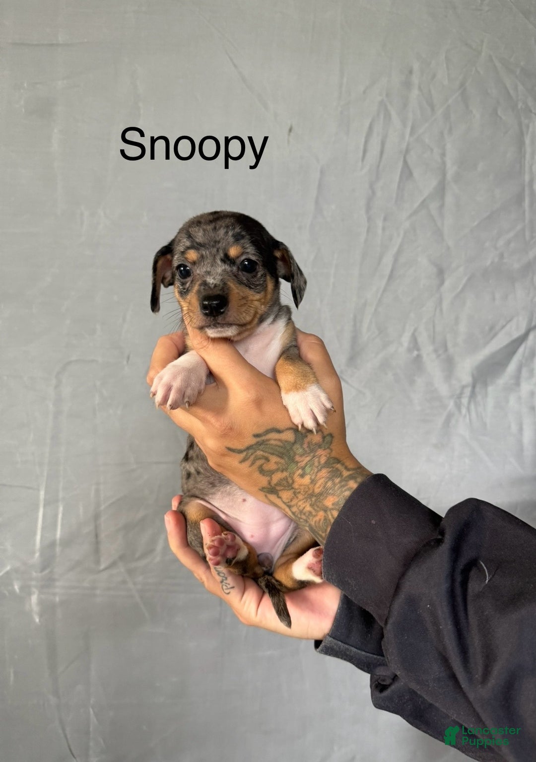 Chihuahua dogs for sale: Chihuahua Puppy 3 - Ad 1