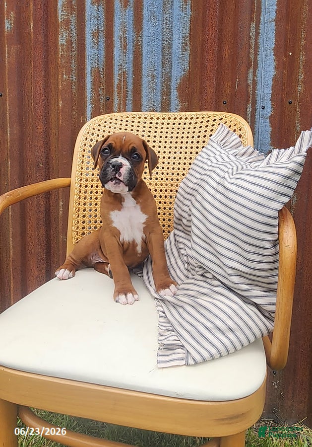Boxer dogs Casey - Ad 1