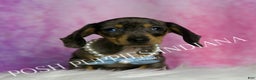 Miniature Dachshund dogs for sale: Charles - Ad 3
