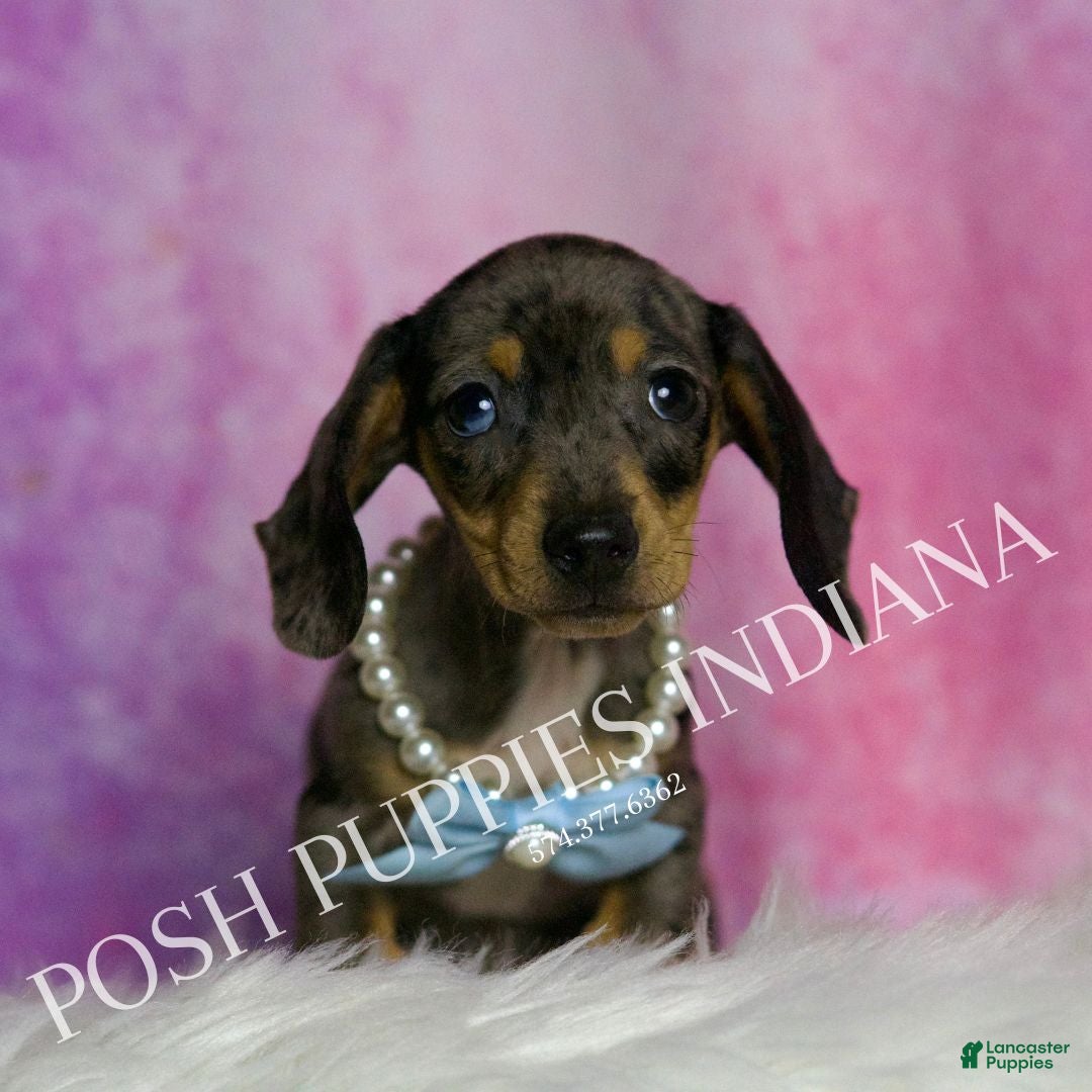 Miniature Dachshund dogs for sale: Charles - Ad 3
