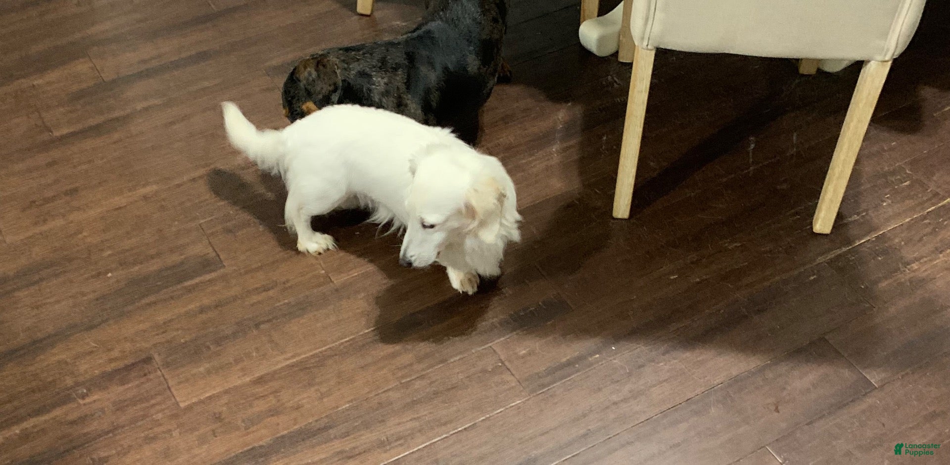 Miniature Dachshund dogs Miniature Dachshund 1 - Ad 1