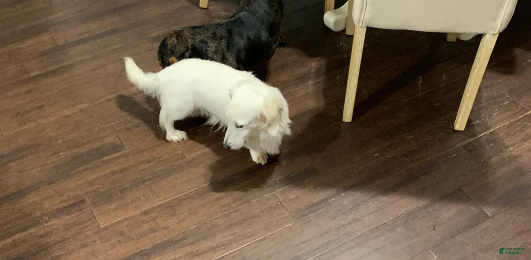 Miniature Dachshund dogs for sale: Miniature Dachshund 1 - Ad 1
