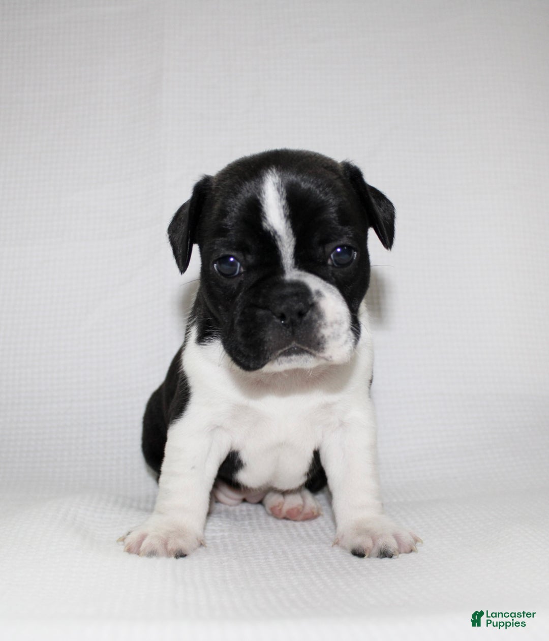 Frenchton dogs for sale: Maisy - Ad 3