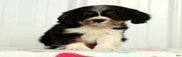 Cavalier King Charles Spaniel dogs for sale: Leo - Ad 4