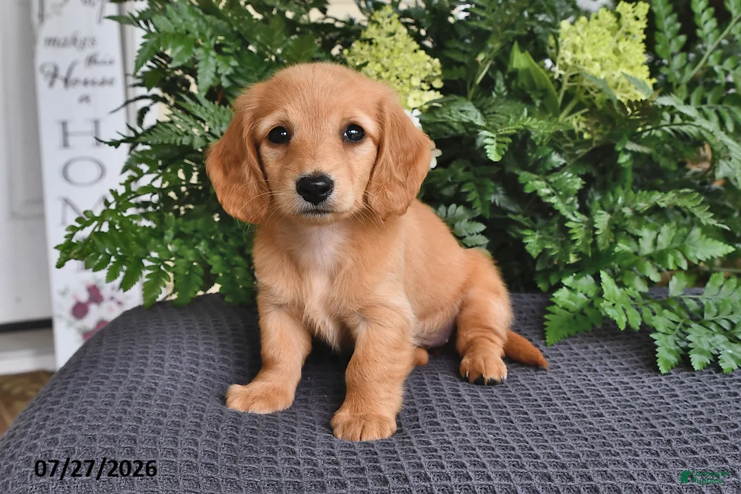 Miniature Dachshund dogs for sale: Minnie - Ad 1