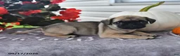Puggle dogs for sale: Clover - Ad 3
