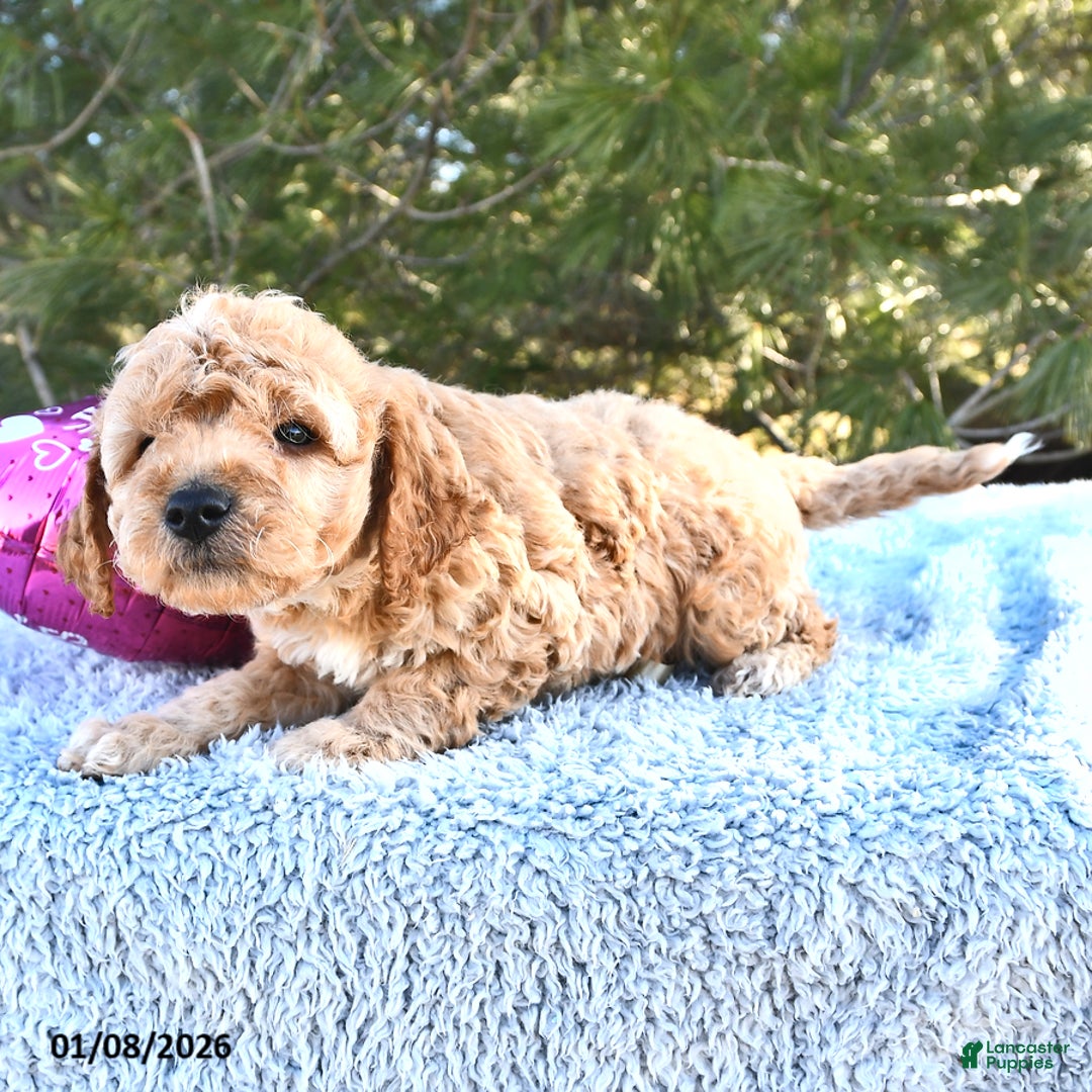 Mini Goldendoodle dogs for sale: Charlie - Ad 10