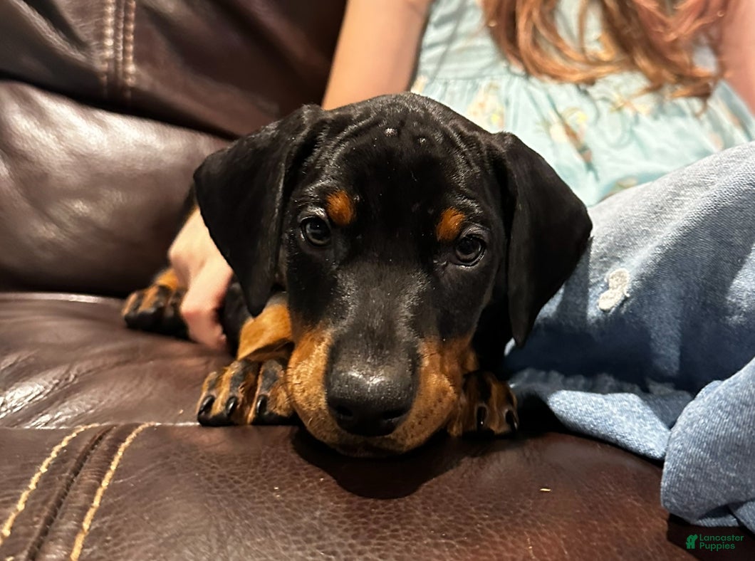 Doberman Pinscher dogs Black Collar Female - Ad 21