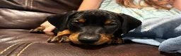 Doberman Pinscher dogs for sale: Black Collar Female - Ad 1