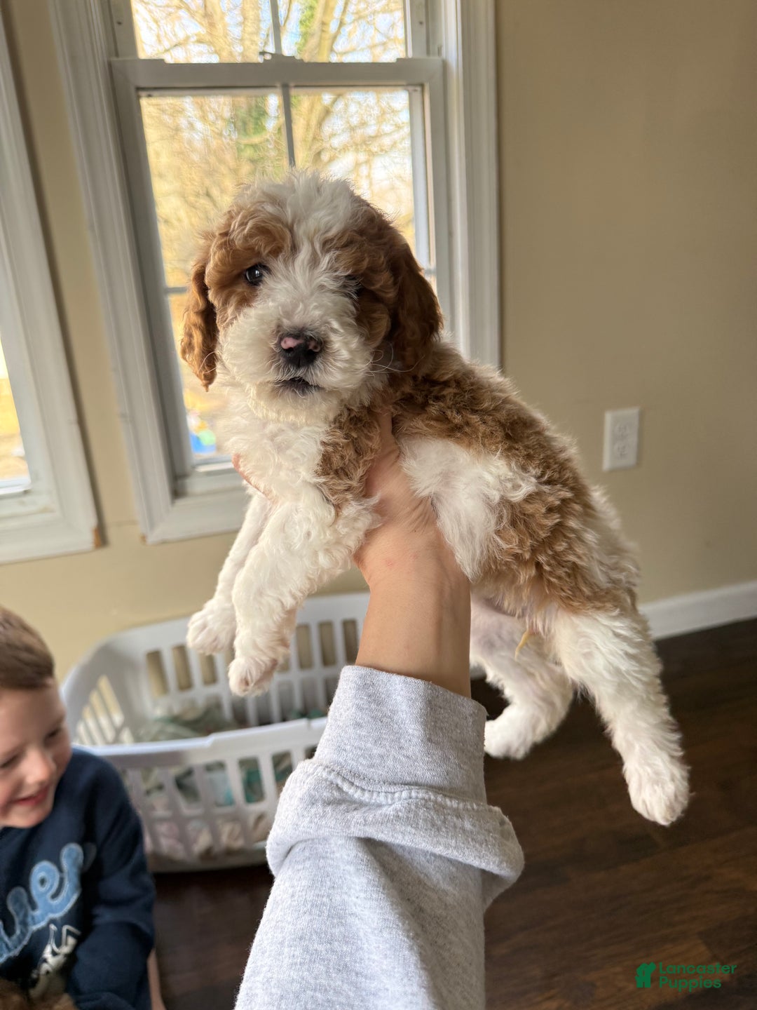 Miniature Poodle dogs for sale: Miniature Poodle Puppy 2 - Ad 3