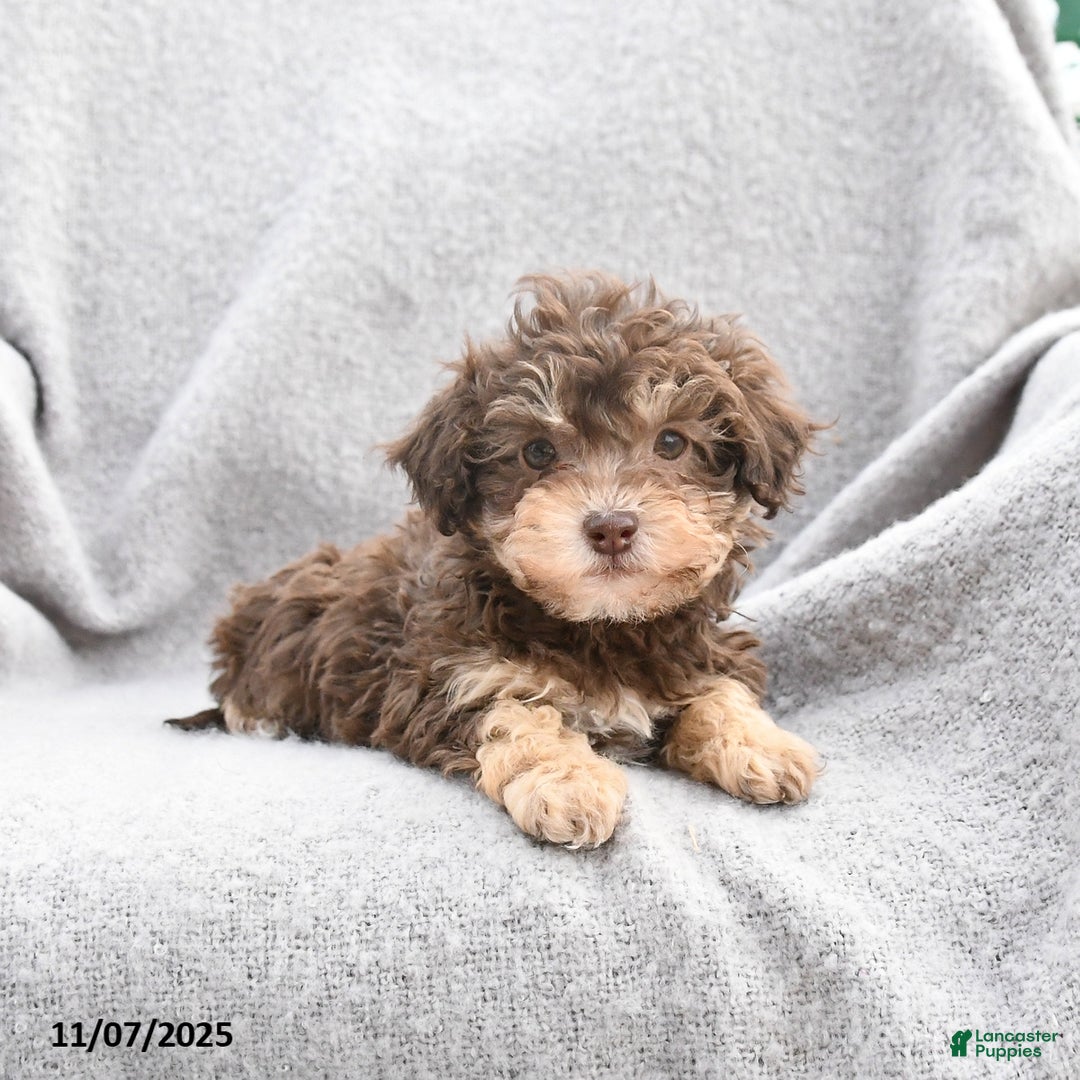 Toy Poodle dogs for sale: Fiona  - Ad 3